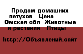 Продам домашних петухов › Цена ­ 500 - Омская обл. Животные и растения » Птицы   